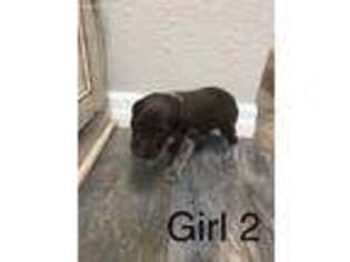 German Shorthaired Pointer Puppy for sale in Bushnell, FL, USA