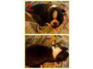 Boston Terrier Puppy for sale in Grand Junction, MI, USA
