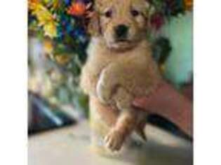 Golden Retriever Puppy for sale in Keyes, CA, USA