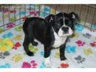 Boston Terrier Puppy for sale in Tucson, AZ, USA