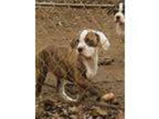 American Bulldog Puppy for sale in Charlotte, NC, USA