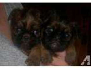 Brussels Griffon Puppy for sale in ALTONA, NY, USA