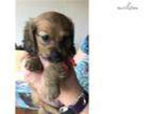 Dachshund Puppy for sale in Houston, TX, USA