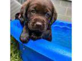 Labrador Retriever Puppy for sale in Gloucester, VA, USA