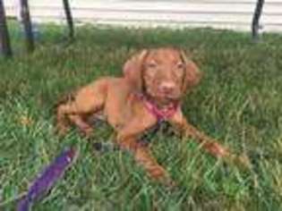 Vizsla Puppy for sale in Westland, MI, USA