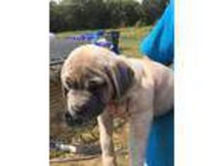 Cane Corso Puppy for sale in Coal City, IN, USA