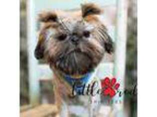 Mutt Puppy for sale in Vernal, UT, USA