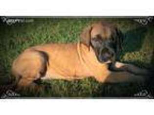 Great Dane Puppy for sale in Wright City, OK, USA