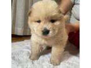 Chow Chow Puppy for sale in Crete, IL, USA