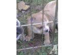 French Bulldog Puppy for sale in SAXON, WI, USA