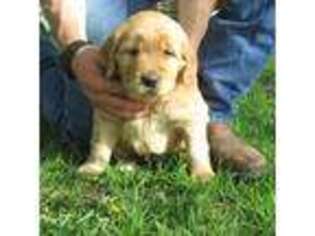Golden Retriever Puppy for sale in Erie, IL, USA