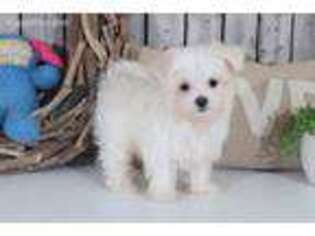 Maltese Puppy for sale in Howard, OH, USA
