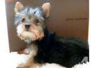 Yorkshire Terrier Puppy for sale in BEAUMONT, CA, USA