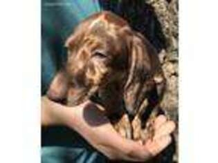 Dachshund Puppy for sale in Fredericksburg, TX, USA
