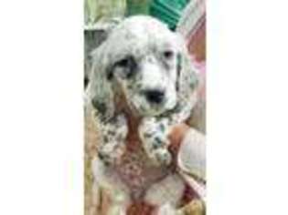 English Setter Puppy for sale in Salem, NH, USA