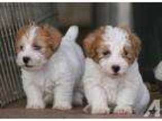Jack Russell Terrier Puppy for sale in MOLALLA, OR, USA