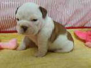 Bulldog Puppy for sale in Holland, MI, USA