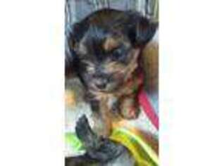 Yorkshire Terrier Puppy for sale in Holiday, FL, USA