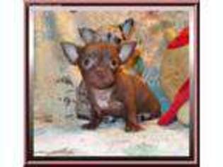 Chihuahua Puppy for sale in Marianna, FL, USA