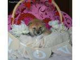 Shiba Inu Puppy for sale in Marshfield, MO, USA