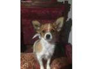 Papillon Puppy for sale in Shawnee, OK, USA