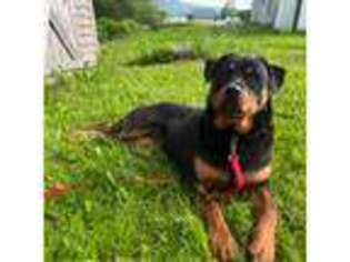 Rottweiler Puppy for sale in Island Pond, VT, USA