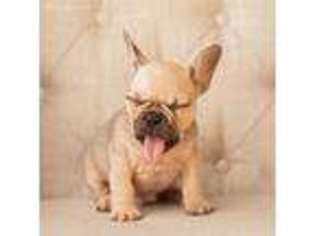French Bulldog Puppy for sale in Lake Dallas, TX, USA