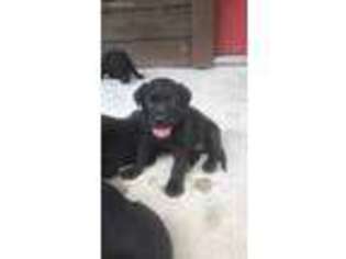 Labrador Retriever Puppy for sale in Yantis, TX, USA