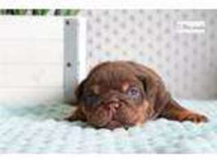 Bulldog Puppy for sale in Fort Worth, TX, USA