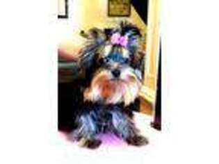 Yorkshire Terrier Puppy for sale in Carbondale, PA, USA