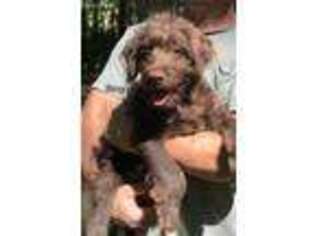 Labradoodle Puppy for sale in Browns Summit, NC, USA
