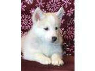Siberian Husky Puppy for sale in Bradley, IL, USA