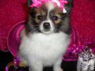 Pomeranian Puppy for sale in GREENVILLE, TX, USA