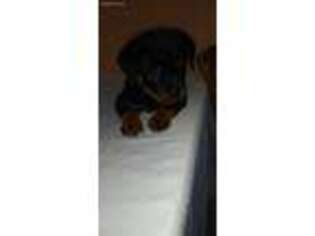 Rottweiler Puppy for sale in Fort Myers, FL, USA