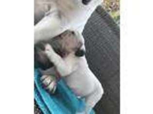 Bulldog Puppy for sale in Montclair, CA, USA