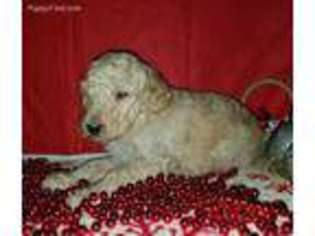 Goldendoodle Puppy for sale in Mechanicsburg, OH, USA