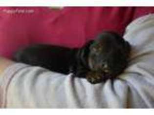 Dachshund Puppy for sale in Beebe, AR, USA