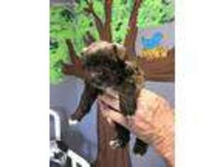 Mutt Puppy for sale in Bastrop, LA, USA