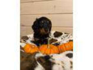 Dachshund Puppy for sale in Reading, PA, USA