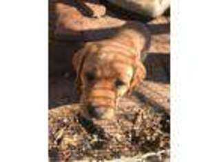 Labrador Retriever Puppy for sale in La Plata, MD, USA