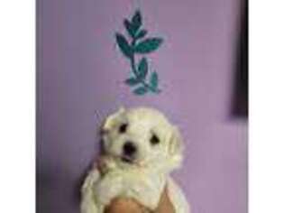 Maltese Puppy for sale in Valparaiso, IN, USA