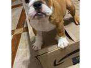 Bulldog Puppy for sale in Baytown, TX, USA