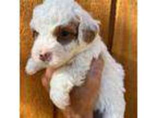 Goldendoodle Puppy for sale in Cottonwood, CA, USA