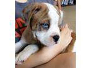 Alapaha Blue Blood Bulldog Puppy for sale in Lumberton, NC, USA