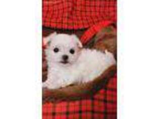 Maltese Puppy for sale in Elkridge, MD, USA