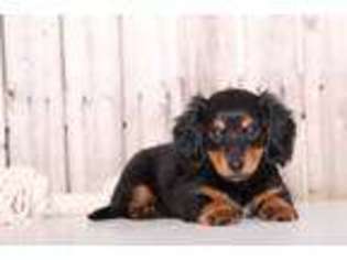 Dachshund Puppy for sale in Butler, OH, USA