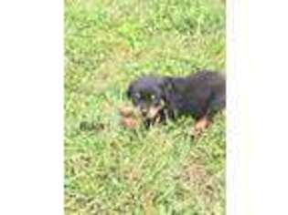 Rottweiler Puppy for sale in Ansonia, OH, USA