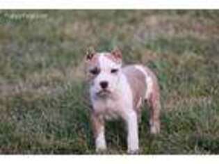 Mutt Puppy for sale in Sandgap, KY, USA