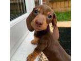 Dachshund Puppy for sale in Kernville, CA, USA