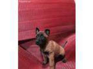 Belgian Malinois Puppy for sale in Benton, KY, USA